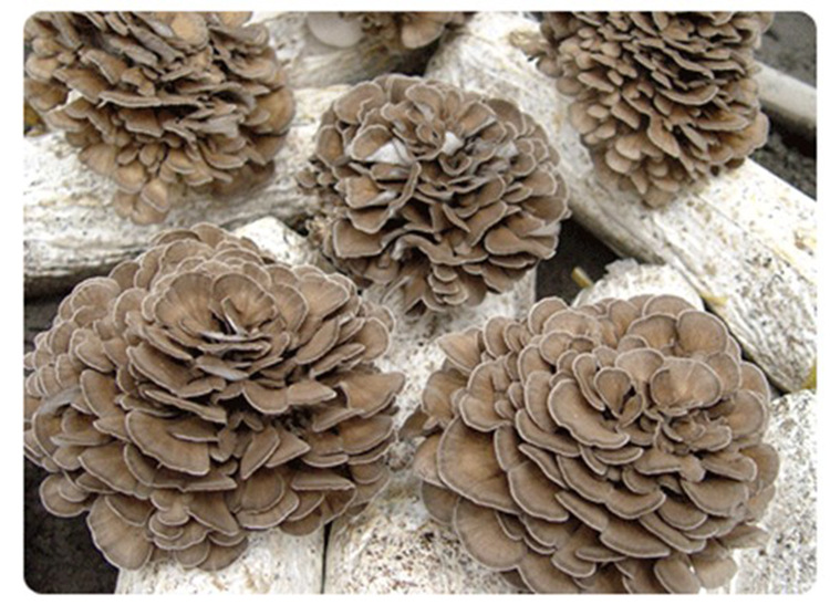 优质无尘生长免洗新鲜舞茸灰树花栗蘑舞茸菌舞茸茶整大朵精选款