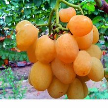 新品种日本天香葡萄苗葡萄树苖稀有地栽庭院葡萄树苖水果当年结果