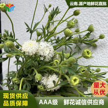 云南直批翠珠鲜花新鲜蓝色蕾丝花活动手工花束配花花材婚庆鲜切花