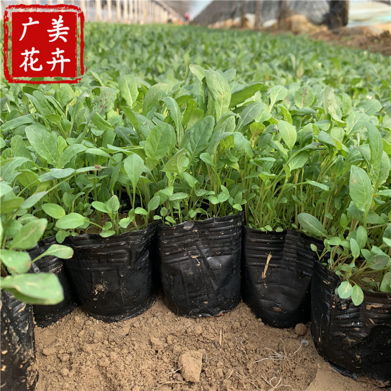 美丽月见草工程苗批发 长势旺的月见草幼苗 江苏美丽月见草上车价