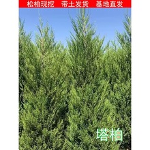 柏树树苗 塔柏 扁柏松柏侧柏龙柏苗树苗圆柏松树宝塔松绿化四季青