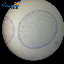 动物细胞有丝分裂(马蛔虫受精卵切片) 初高中教学器材 动植物切片