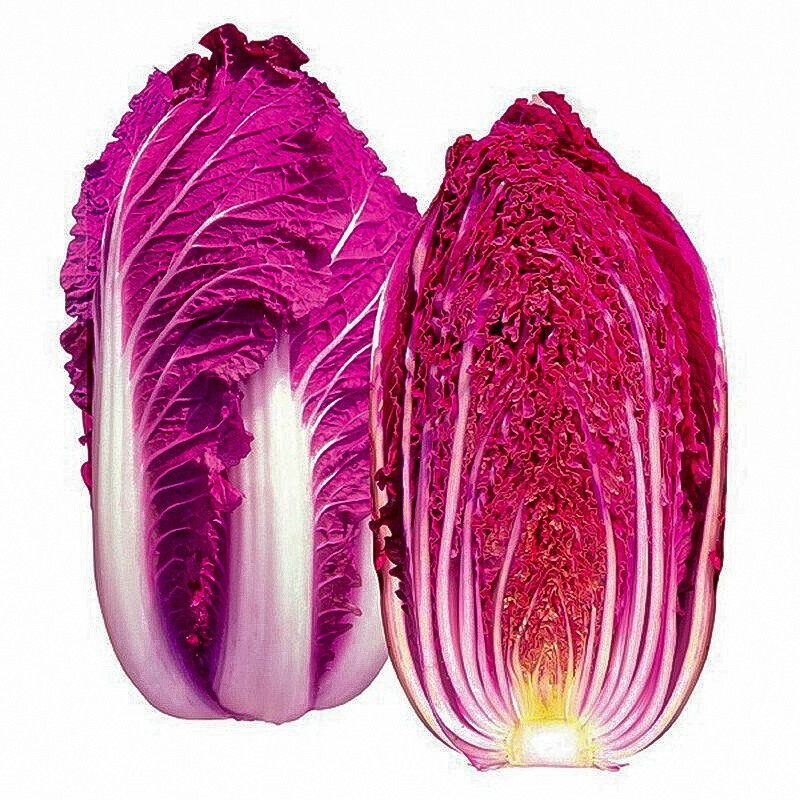 一件代发新鲜紫罗兰山东大白菜农家自种紫色包心娃娃菜蔬菜特产