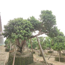 2209基地供应 斜飘造型 荔枝树30-80cm 果园大树 老桩 庭院绿化