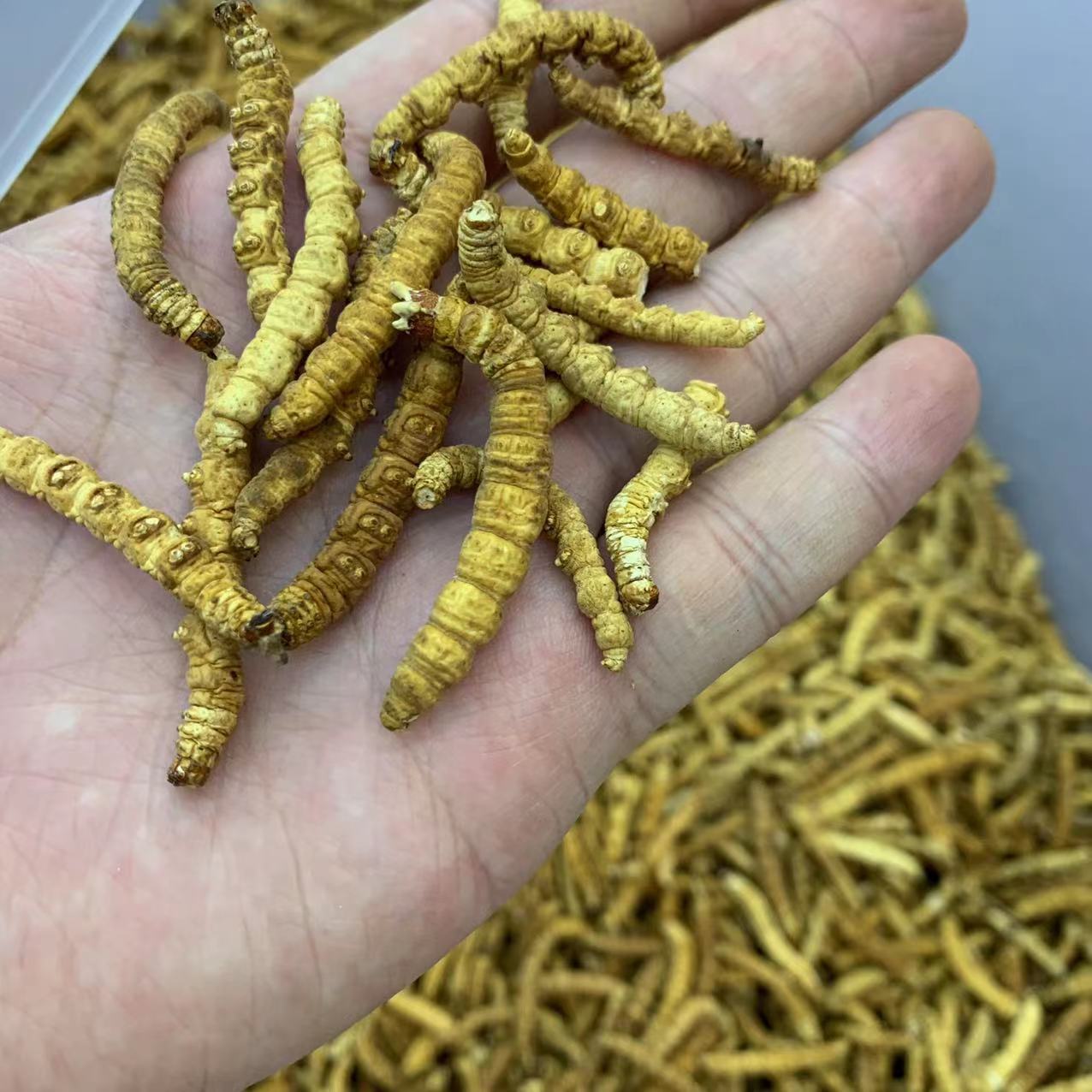 云南虫草产地-云南虫草产地厂家,品牌,图片,热帖-阿里巴巴