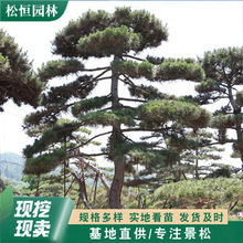 花坛绿化树10-15公分造型松造型黑松观景松 别墅小区种植观景松树