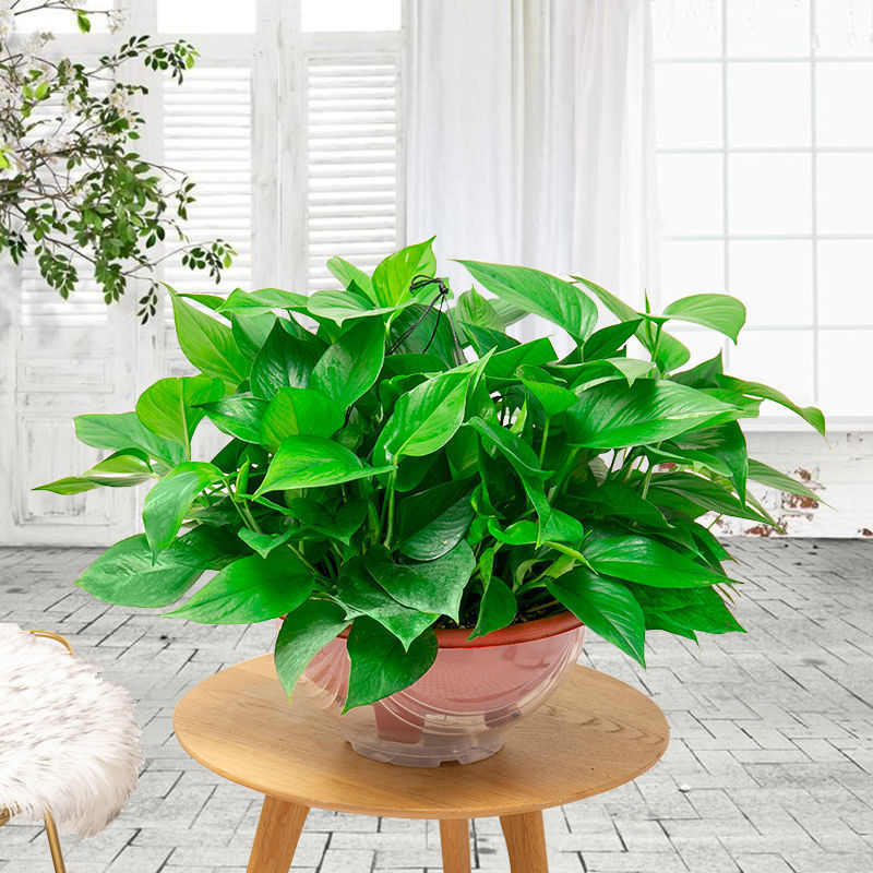 大绿萝盆栽大盆室内吸植物绿箩花卉绿植新房家用长藤批发厂家批发