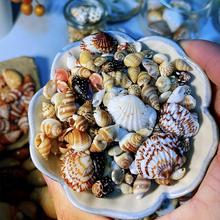 zbds六七种超小贝壳海螺组合迷你贝壳海螺收藏标本