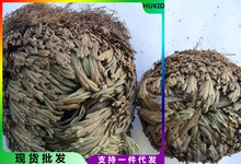 卷柏九死还魂假山组合吸水石菖蒲桌面花卉植物微型盆景盆栽兰花