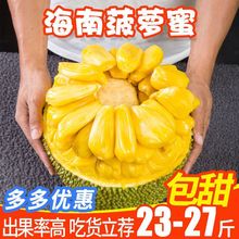 海南三亚菠萝蜜一整个新鲜水果当季黄肉木波罗蜜批发特价整箱包邮