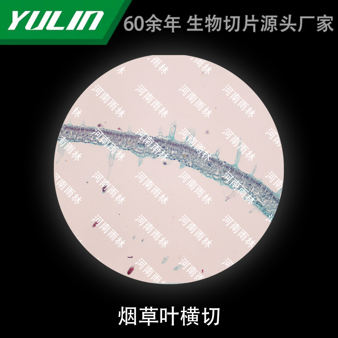 烟草叶横切生物显微镜标本动物植物细胞载玻片观察实验高校-阿里巴巴