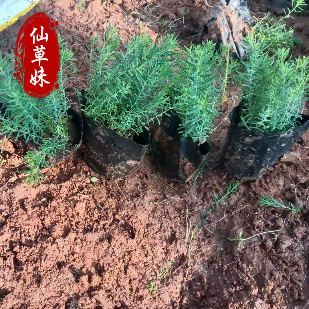 蓝花亚麻 蓝亚麻苗 紫花亚麻 四季花卉 布朗亚麻 耐寒耐旱花期长