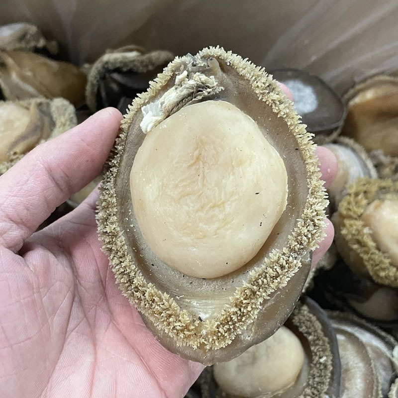 一德路批发南非鲍 青鲍鱼淡干鲍鱼干优选糖心鲍连干鲍鱼南非干鲍