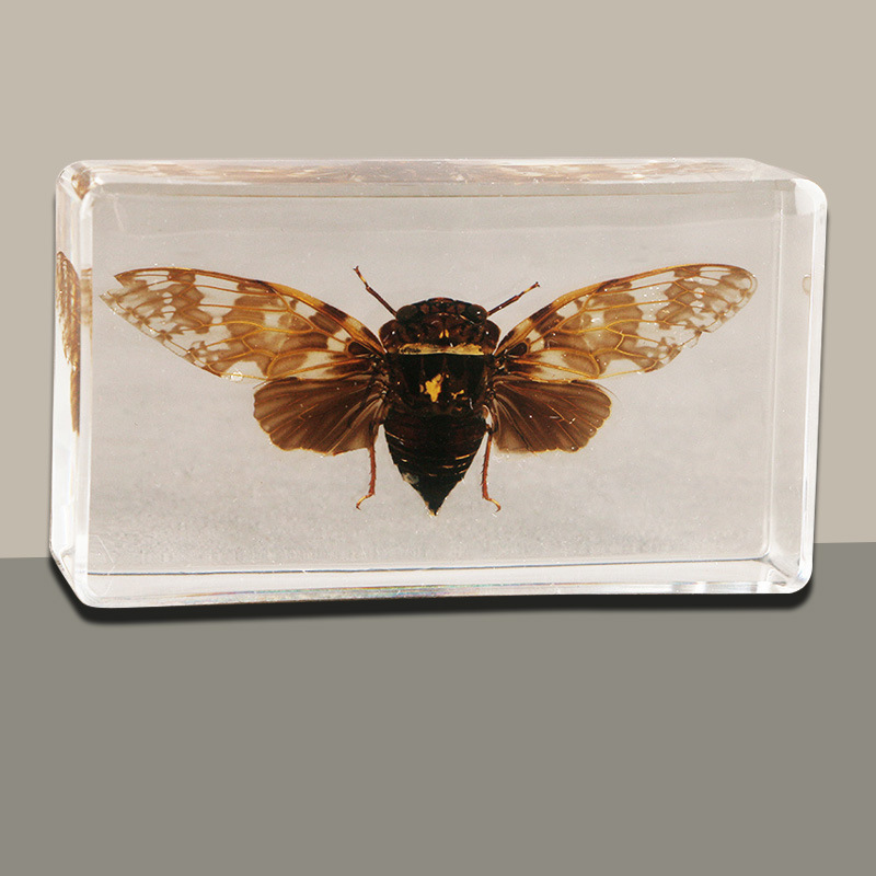 批发跨境新品展翅真实昆虫标本 透明树脂摆件蝉 斑衣蜡蝉工艺品
