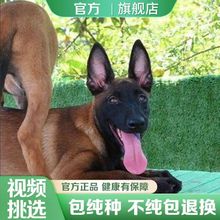 马犬狗活体马犬幼犬纯种猎犬看家护院犬中型犬爆红黄马犬护卫犬狗