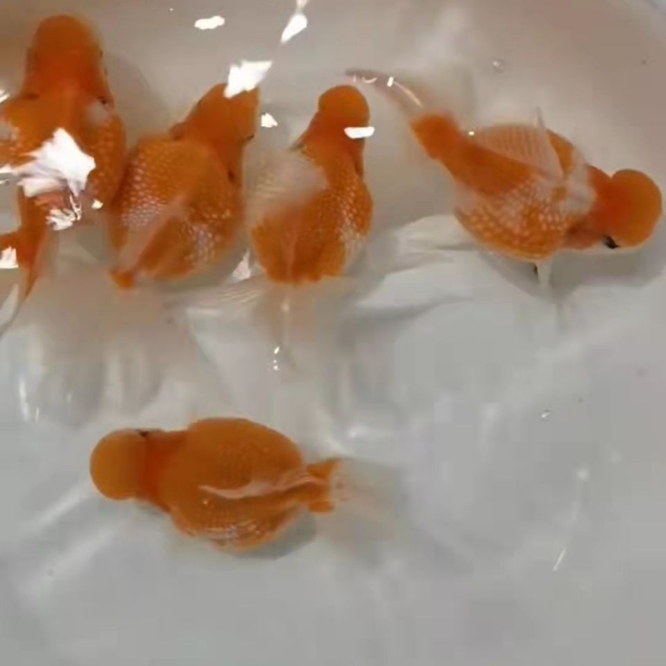 珍珠金鱼活鱼观赏鱼冷水淡水皇冠珍珠鱼好养鎏金活体精品包活包邮
