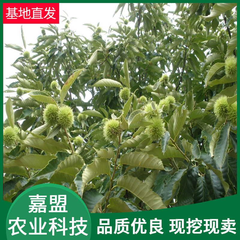 板栗苗木基地供应可批发可零售 适宜南北方种植当年结果板栗苗