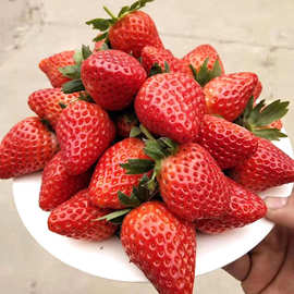 山东盛拓苗木基地妙香7号草莓苗 江苏桃熏草莓苗桃熏草莓苗批发价