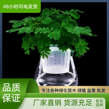 含羞草小盆栽室内阳台植物四季常青水培花卉怕羞草害羞草趣味花草