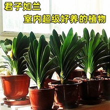 四季兰盆栽带花苞小苗花卉植物室内易活绿植水培好养多肉