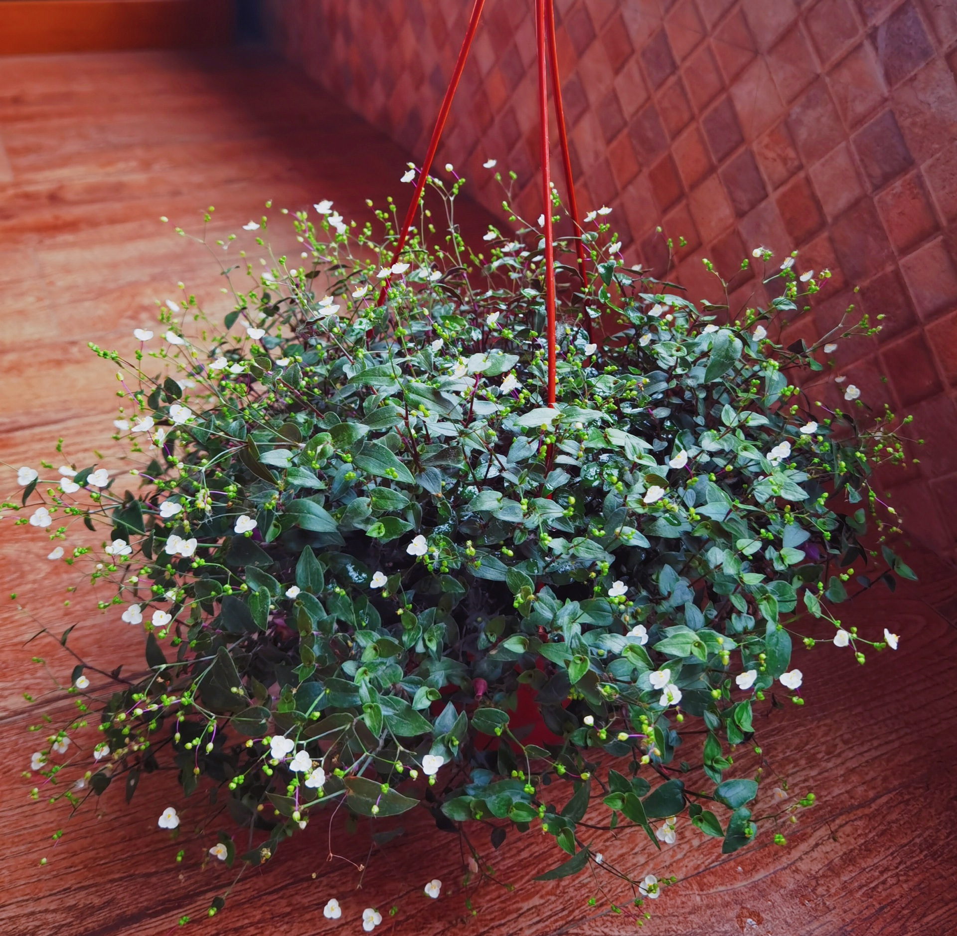 婚纱吊兰盆栽阳台花园庭院垂吊开花好养花卉垂吊