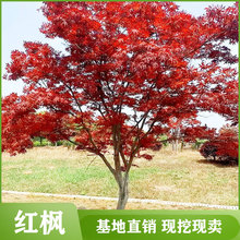 日本红枫树苗红舞姬盆栽地栽中国红枫庭院别墅造景树苗三季红树苗