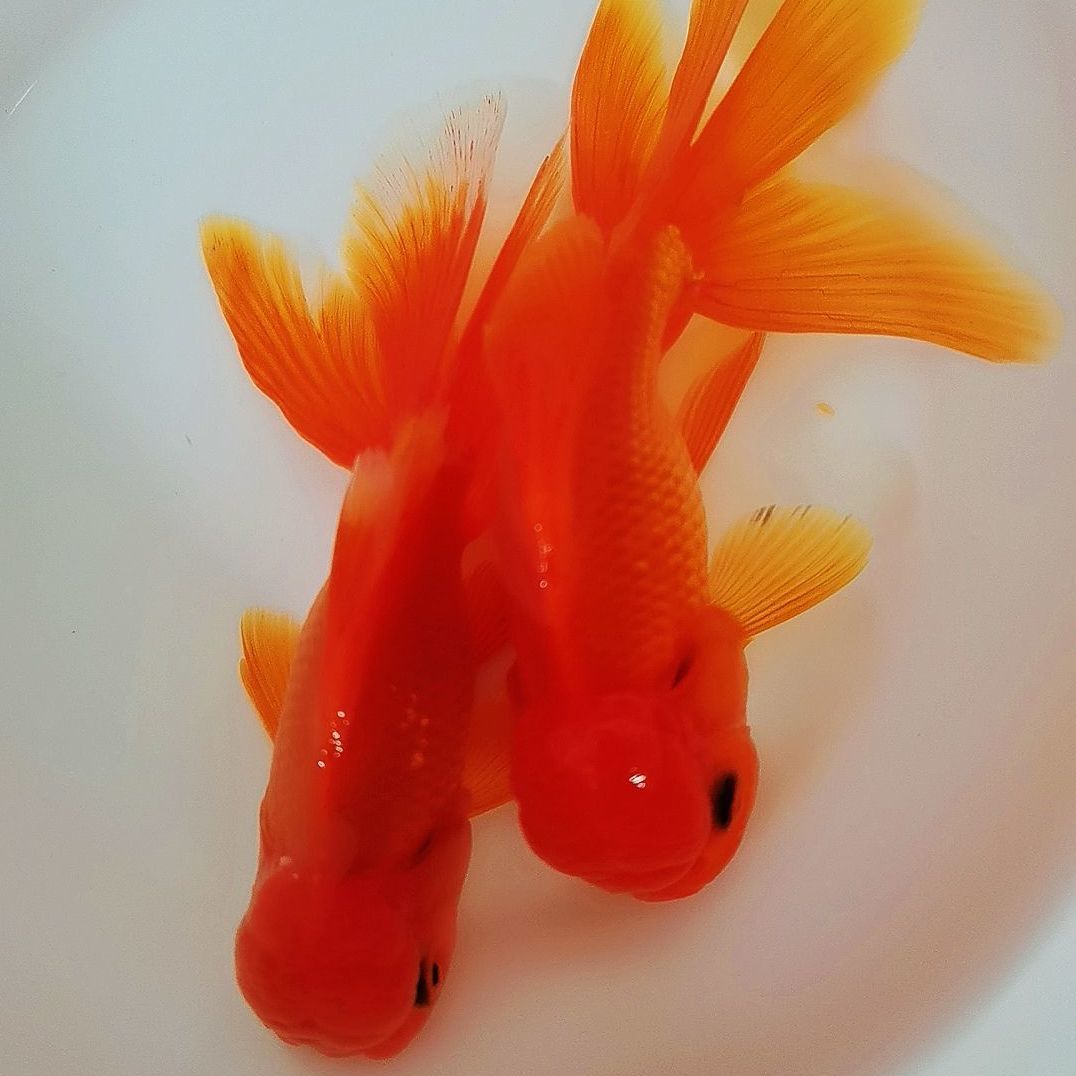 金鱼活体红狮冷水鱼观赏鱼鸿运当头鹤顶红好养狮子头淡水鱼小金鱼