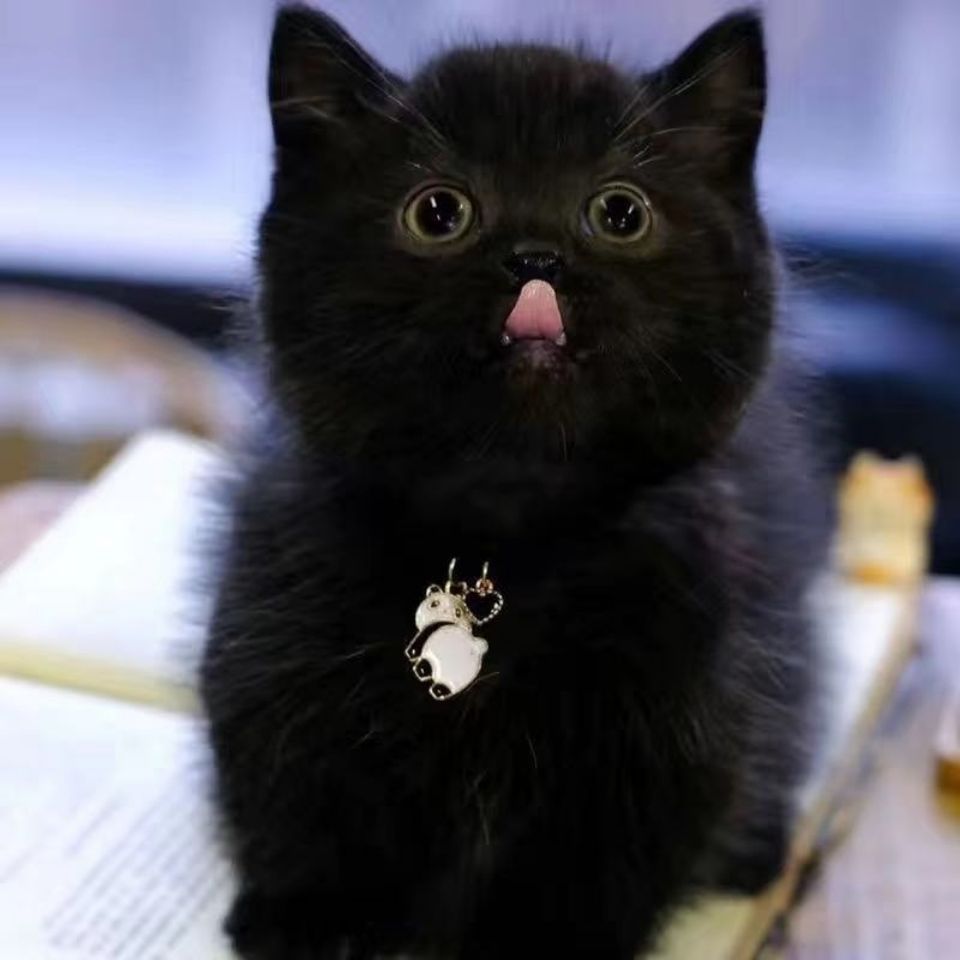 领养孟买猫幼崽小黑猫宠物活体猫英短蓝猫银渐层幼猫暹罗猫活幼猫