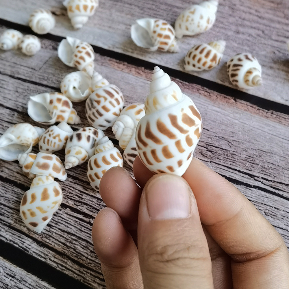 天然海螺贝壳工艺品手工diy 鱼缸装饰造景摆件小大东风螺景区批发