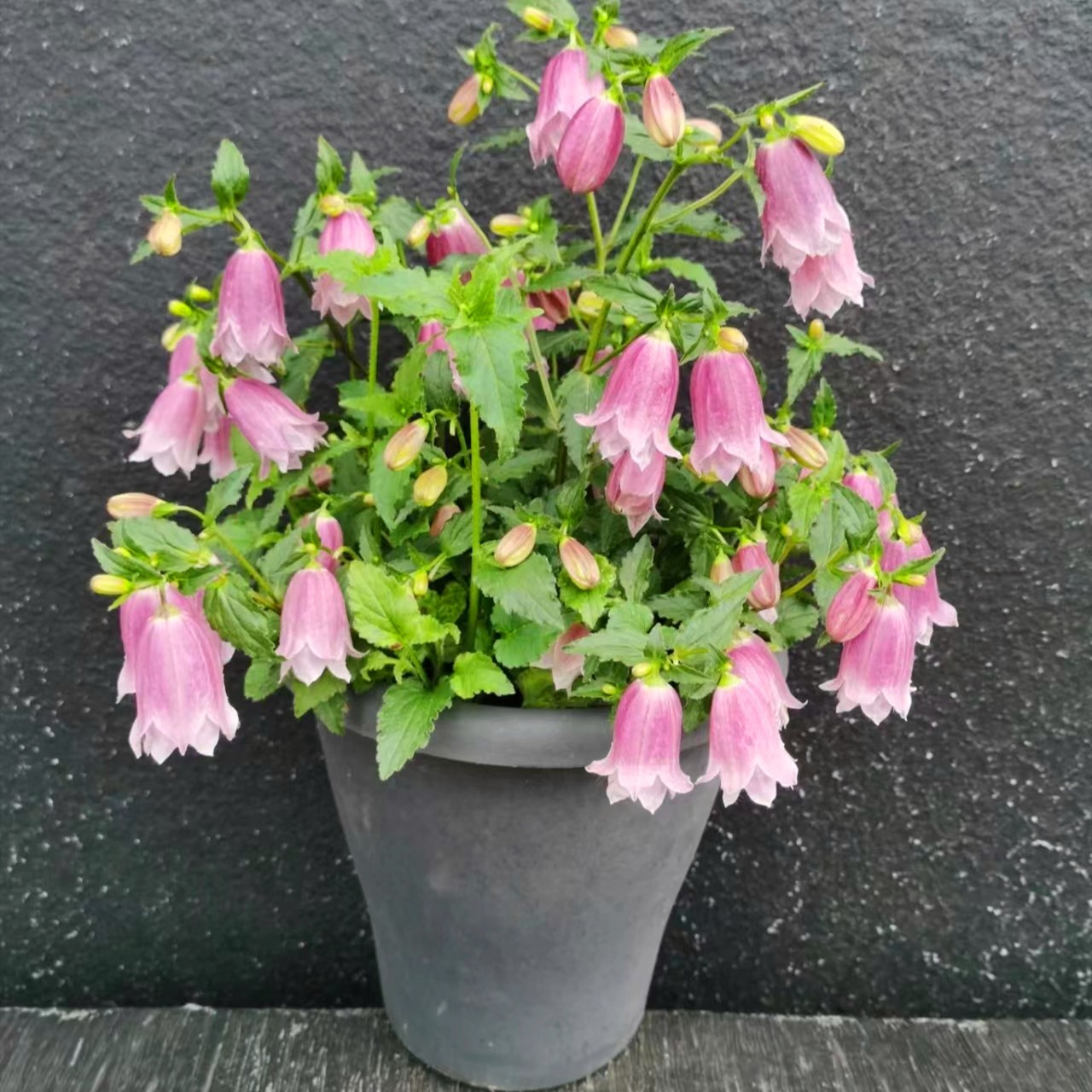紫斑风铃盆栽(很漂亮 花期长)庭院阳台开花植物-阿里巴巴