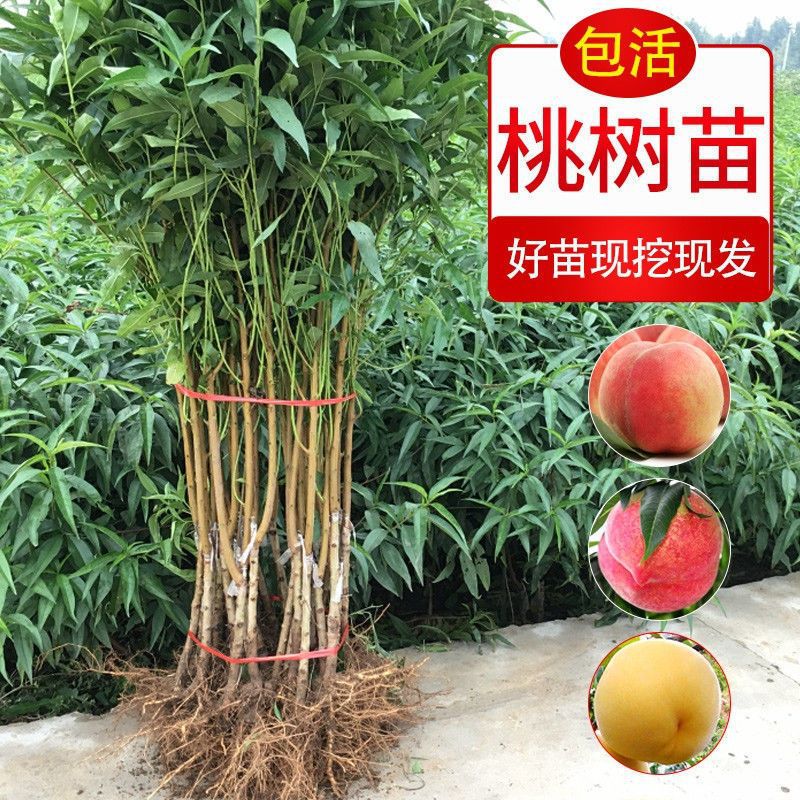 水蜜桃桃树果苗嫁接地栽新品种桃树苗南方北方种植早熟特大冬桃苗