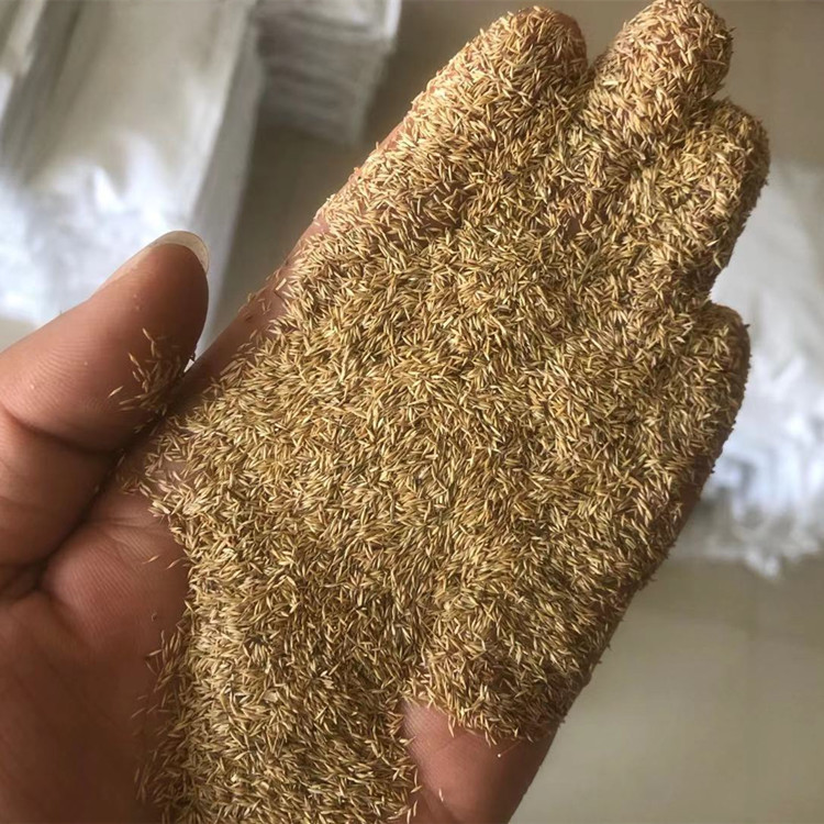 批发剪股颖草坪草籽 匍匐型草坪 剪股颖种子 细弱型草坪 发芽率高