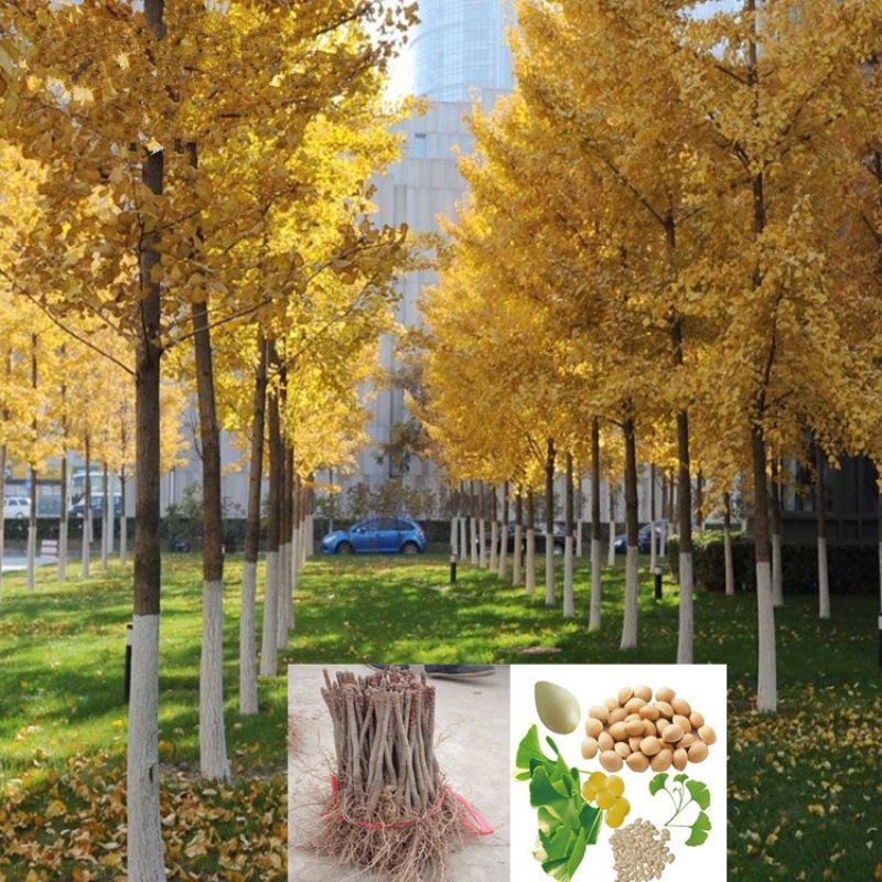 银杏小苗银杏树苗占地树苗嫁接银杏银杏树白果树苗银杏树批发
