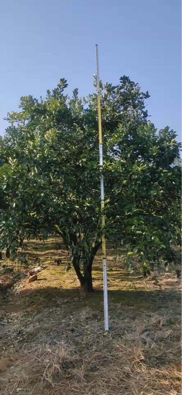 基地批发小区园林绿化景观树柚木