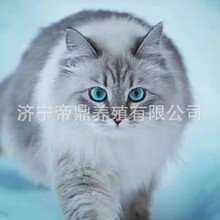 西伯利亚森林猫挪威森林猫涅瓦色蓝眼睛虎斑纯种长毛不过敏宠物猫