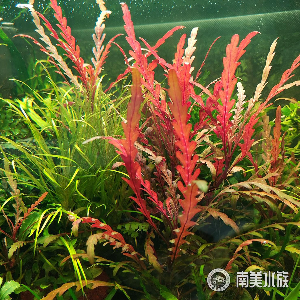羽裂水蓑衣淡水鱼缸造景水草中后景水下叶红色水草南美水族店