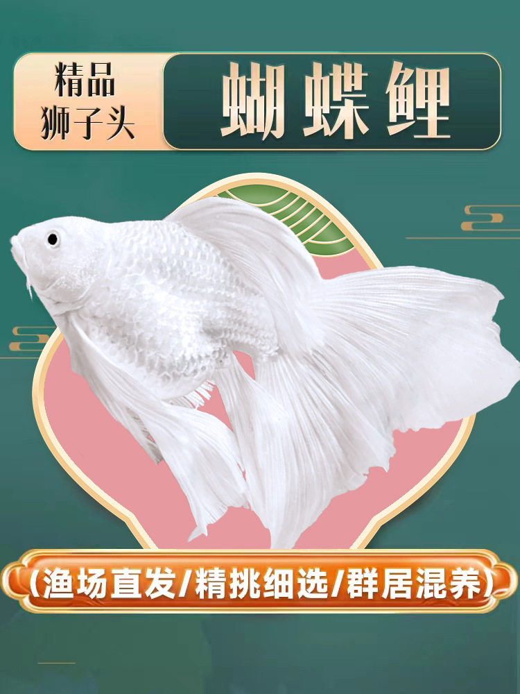 台湾狮子头蝴蝶鲤好养耐活纯种短身球体大尾鳍冷淡水观赏鱼苗活体
