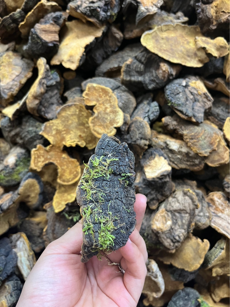 【实拍图】大货批发正宗西藏桑树桑黄岩桑颜色金黄质量货现货批发