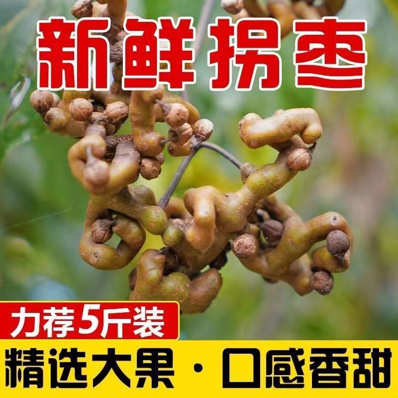 新鲜拐枣泡酒生吃现摘万寿果鸡爪梨枳具子云南野生旬阳特产1/5斤