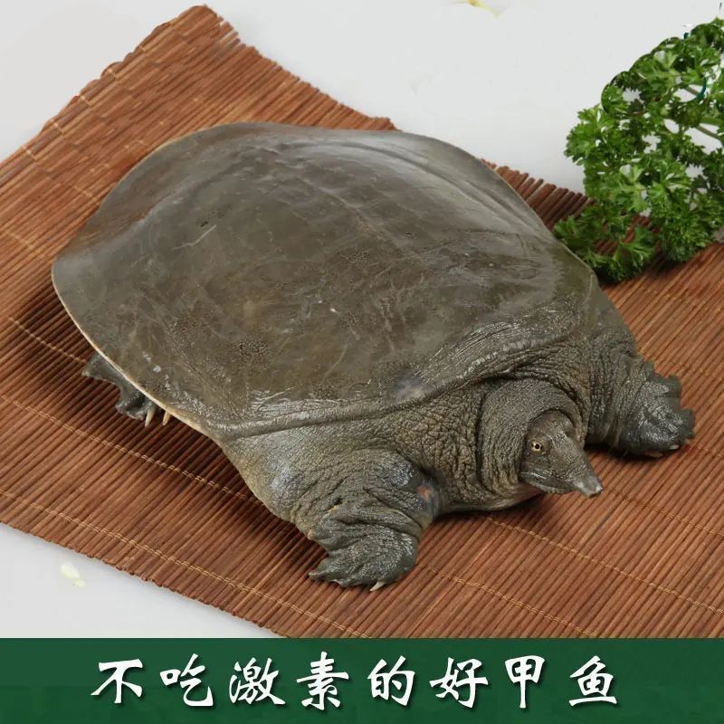 甲鱼鲜活清仓包邮团鱼中华鳖小甲鱼苗小童子鳖混批跨境-阿里巴巴