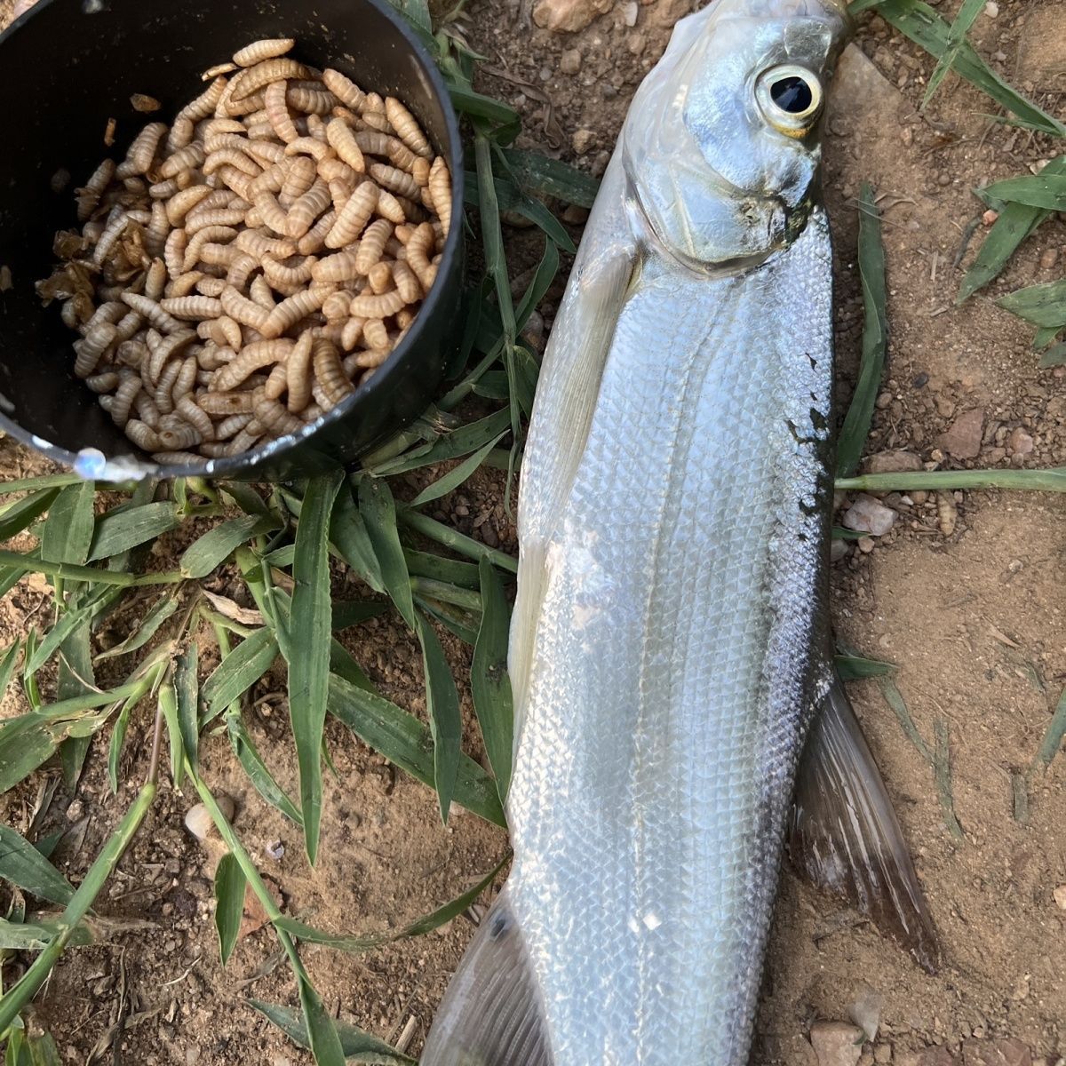 黑水虻活虫体幼虫鱼饵野钓黑坑大物尤物专攻黄辣丁鲶鱼通用鱼饵跨