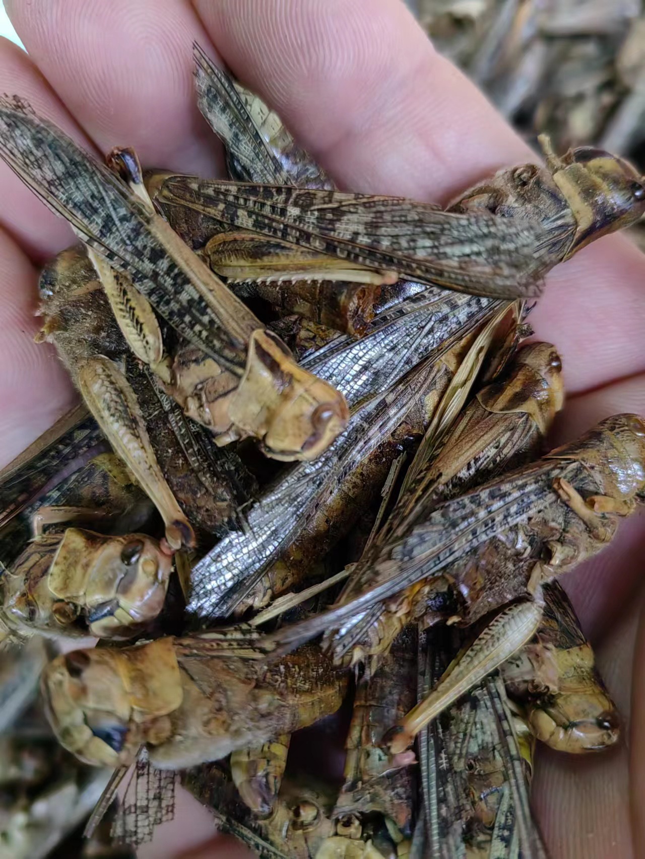 蝗虫 蚂蚱中药材蝗虫 各种昆虫冷背 鸟食 代打粉-阿里巴巴