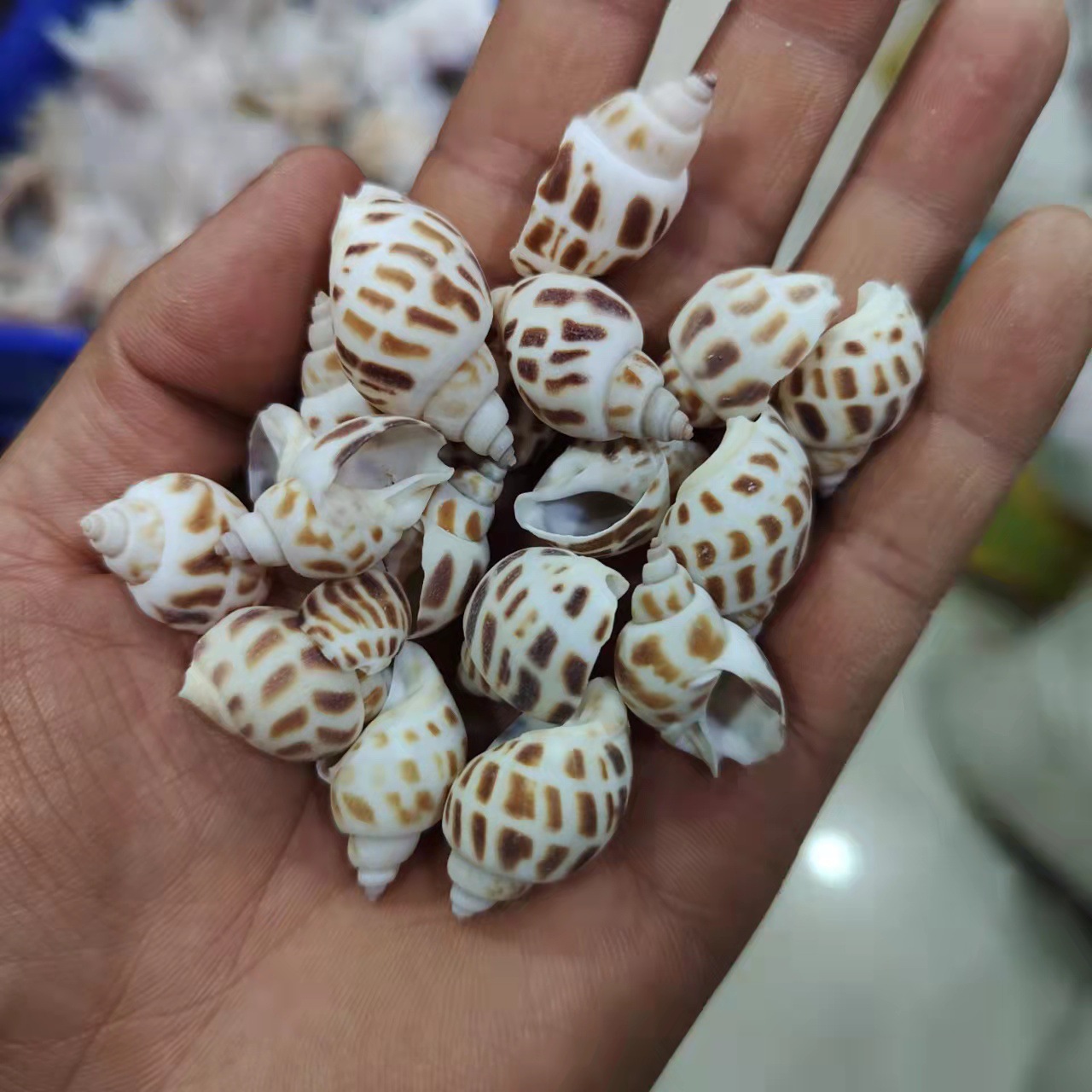 东风螺天然海螺贝壳花螺手工漂流瓶造景鱼缸造景17厘米按斤