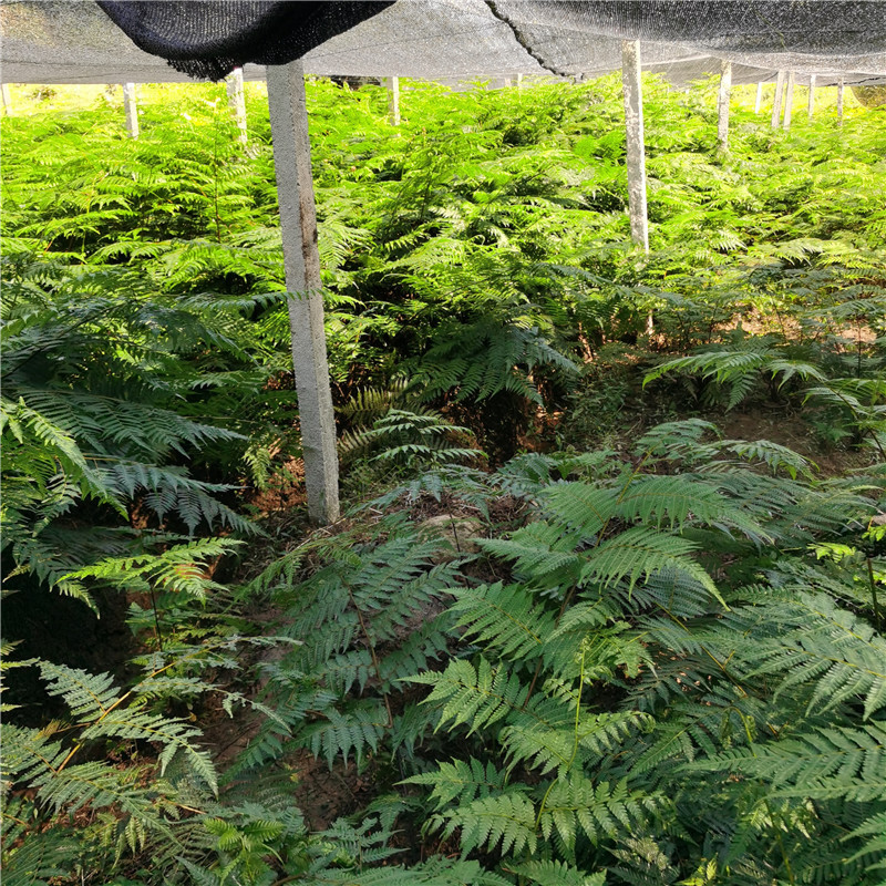 基地直销室内微景观绿植盆栽桫椤树苗别墅庭院绿化风景树蛇木树蕨