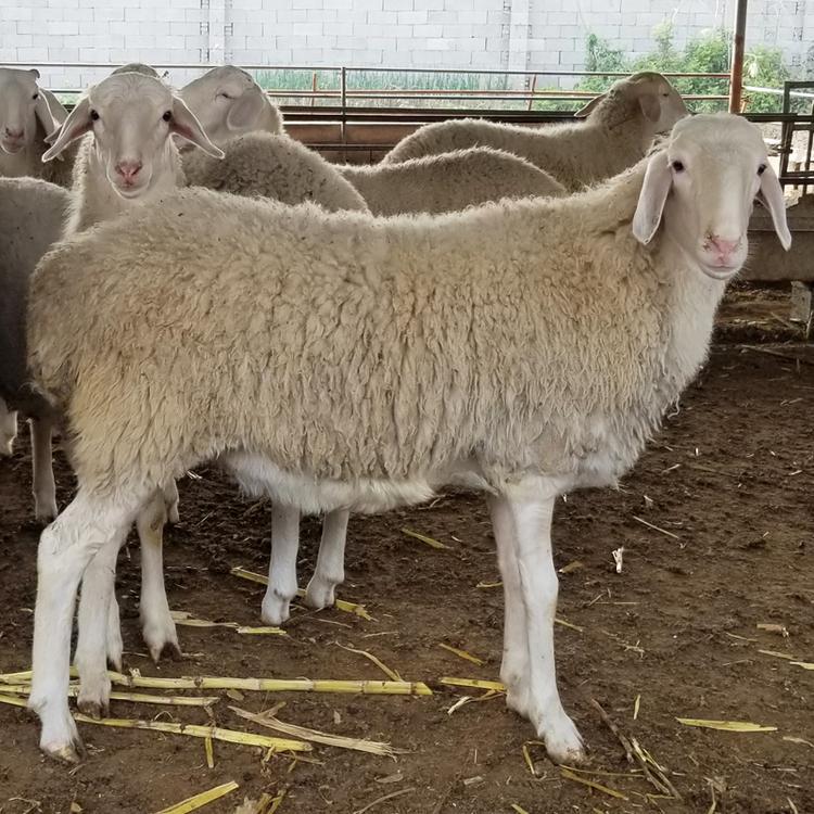 小尾寒羊活羊 出售小尾寒羊肉羊羔 自产自销-阿里巴巴