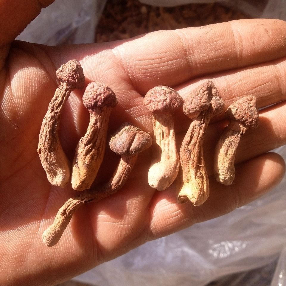 野生肉蘑红蘑丁松树伞松树丁2022新货东北特产自然晒干精选分类