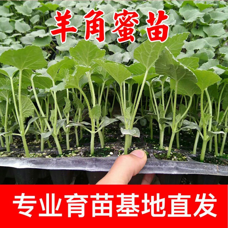高产羊角蜜香瓜苗早熟甜瓜苗秧带土哈密瓜蔬菜苗冰糖子西瓜盆栽