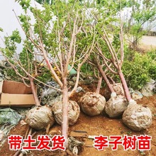 李子树苗特大号果树苗南北方种植阳台盆栽地栽贵州六马蜂糖李子苗