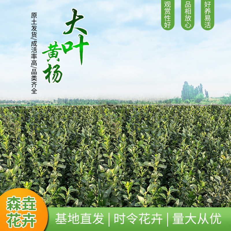 大叶黄杨苗 四季常青耐寒庭院绿篱景观工程冬青 街道绿化大叶黄杨