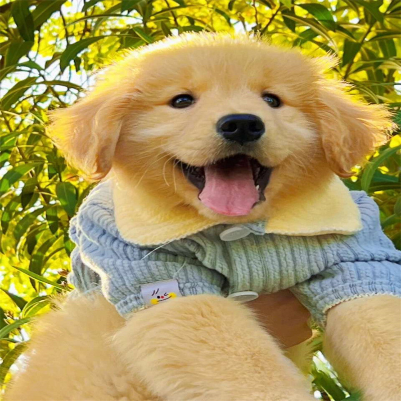 纯种金毛犬活体幼犬家养大型寻回犬工作犬枫叶红金毛幼崽宠物狗狗